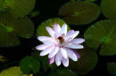 Water Lilly taken in Cairnes Western Australia
